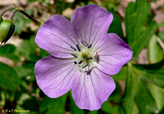 {Geranium maculatum}